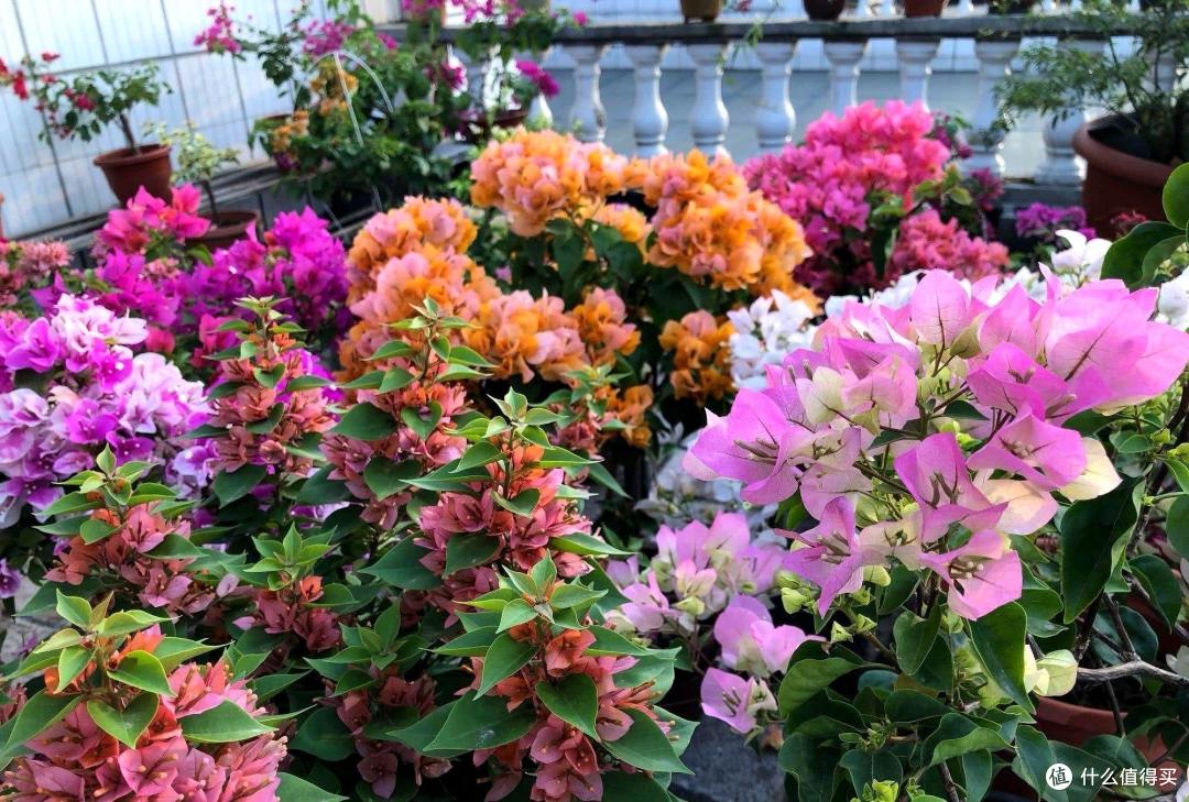 有院子必养4种花,一棵爬藤一大片,开花数百朵、美如画,大爱啊