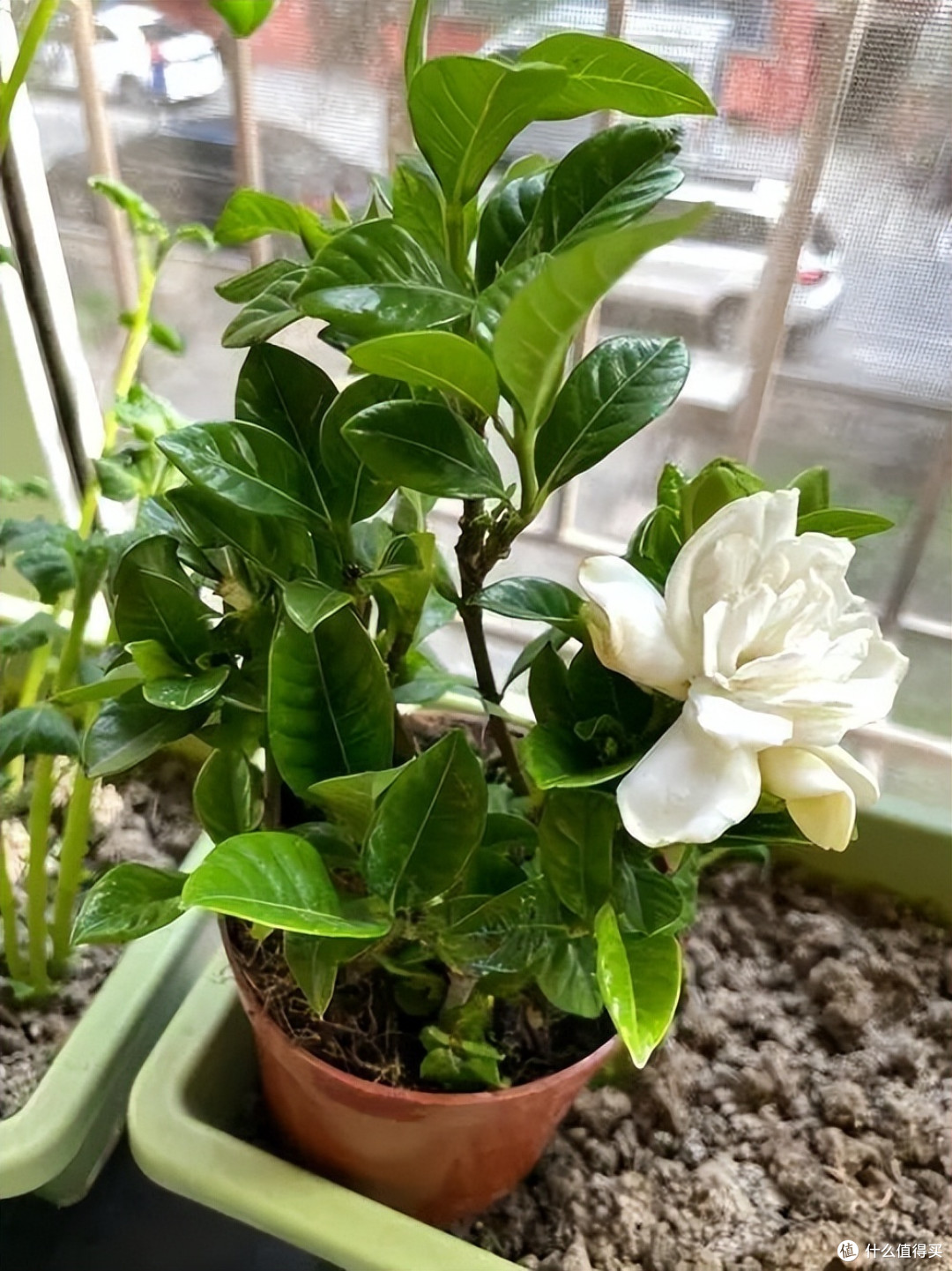 9种“喜酸花”，一个月1杯“酸酸水”，土壤酸溜溜，开花多又艳