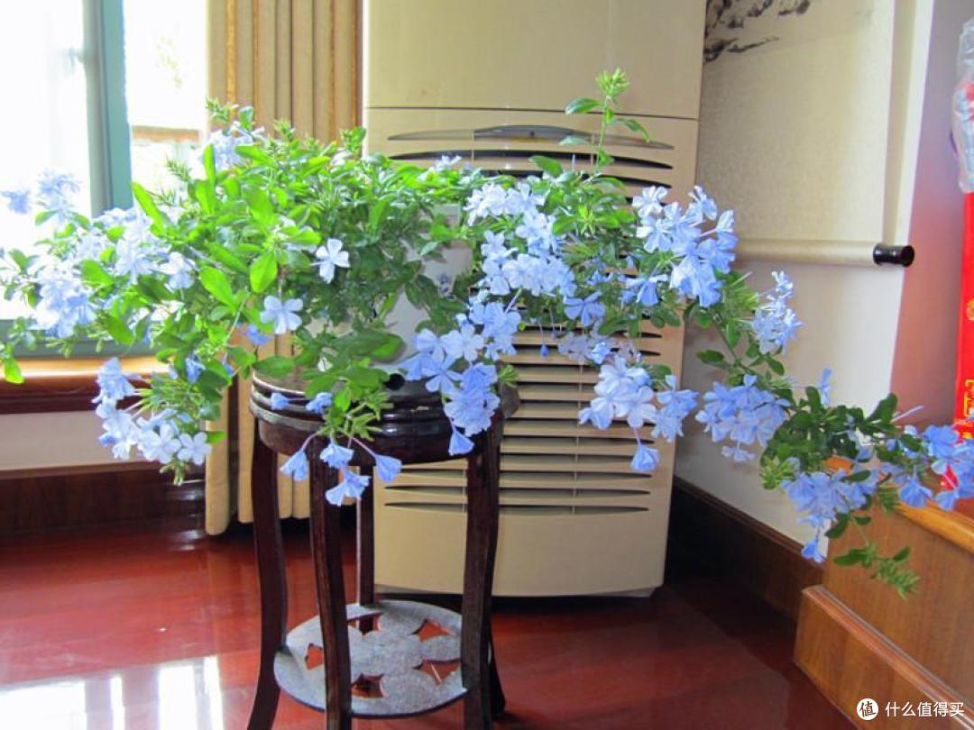 9种“喜酸花”，一个月1杯“酸酸水”，土壤酸溜溜，开花多又艳