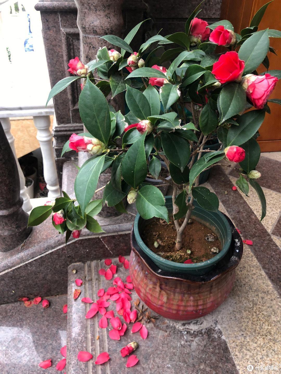 9种“喜酸花”，一个月1杯“酸酸水”，土壤酸溜溜，开花多又艳