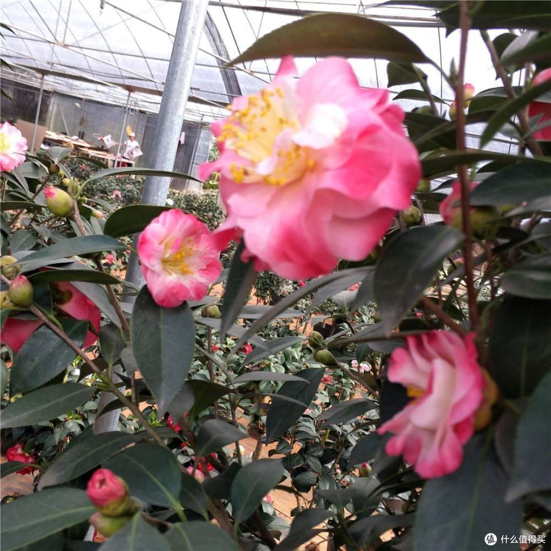 9种“喜酸花”，一个月1杯“酸酸水”，土壤酸溜溜，开花多又艳