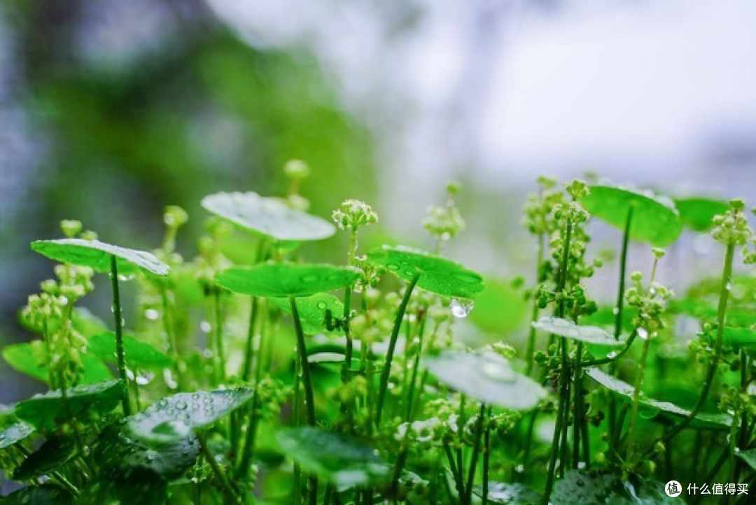 4种开花不是“好兆头”的花,长花箭赶紧剪,不然会后悔!