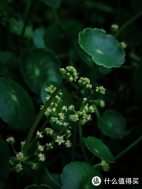 4种开花不是“好兆头”的花，长花箭赶紧剪，不然会后悔！