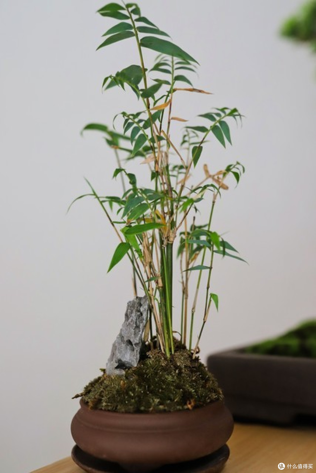 4种开花不是“好兆头”的花,长花箭赶紧剪,不然会后悔!