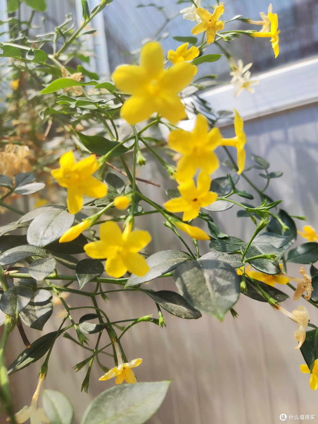 名为"迎夏",比迎春花还要美