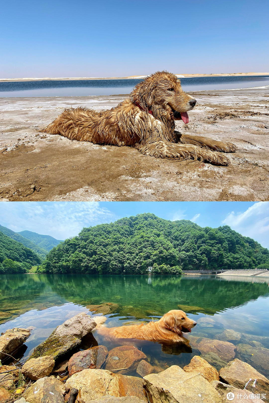 众所周知，金毛是水猎犬