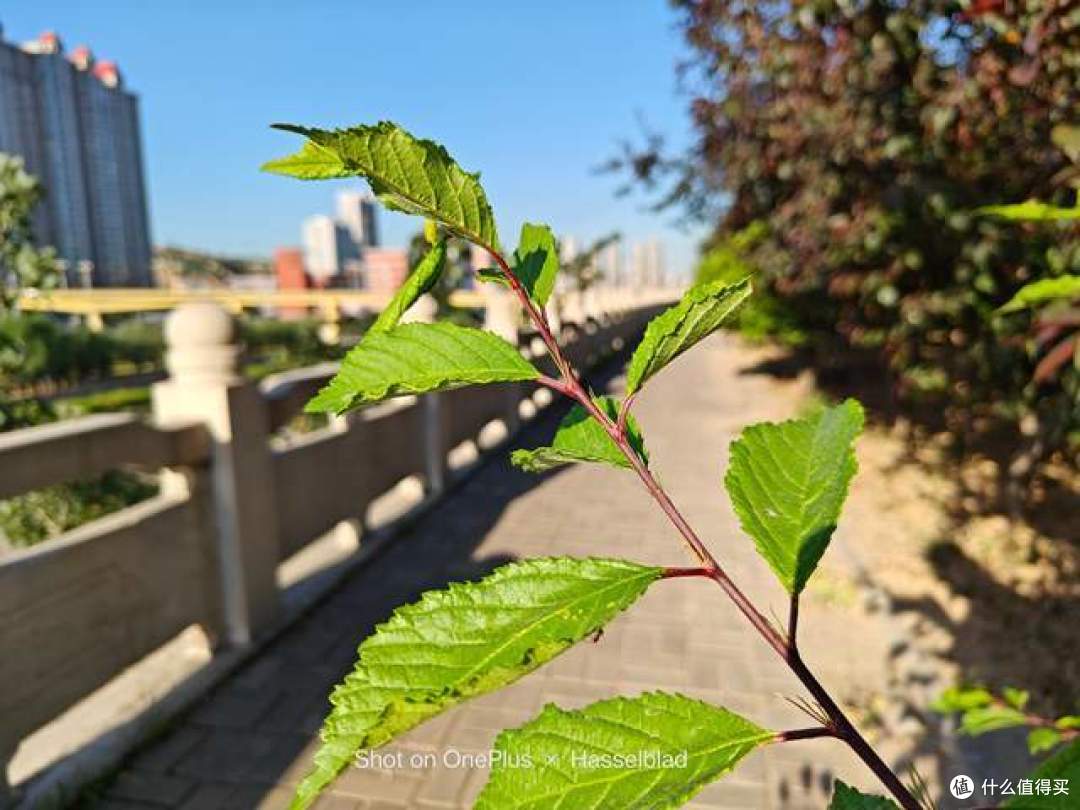 学生族手机推荐,手机摄影也有哈苏影像的质感