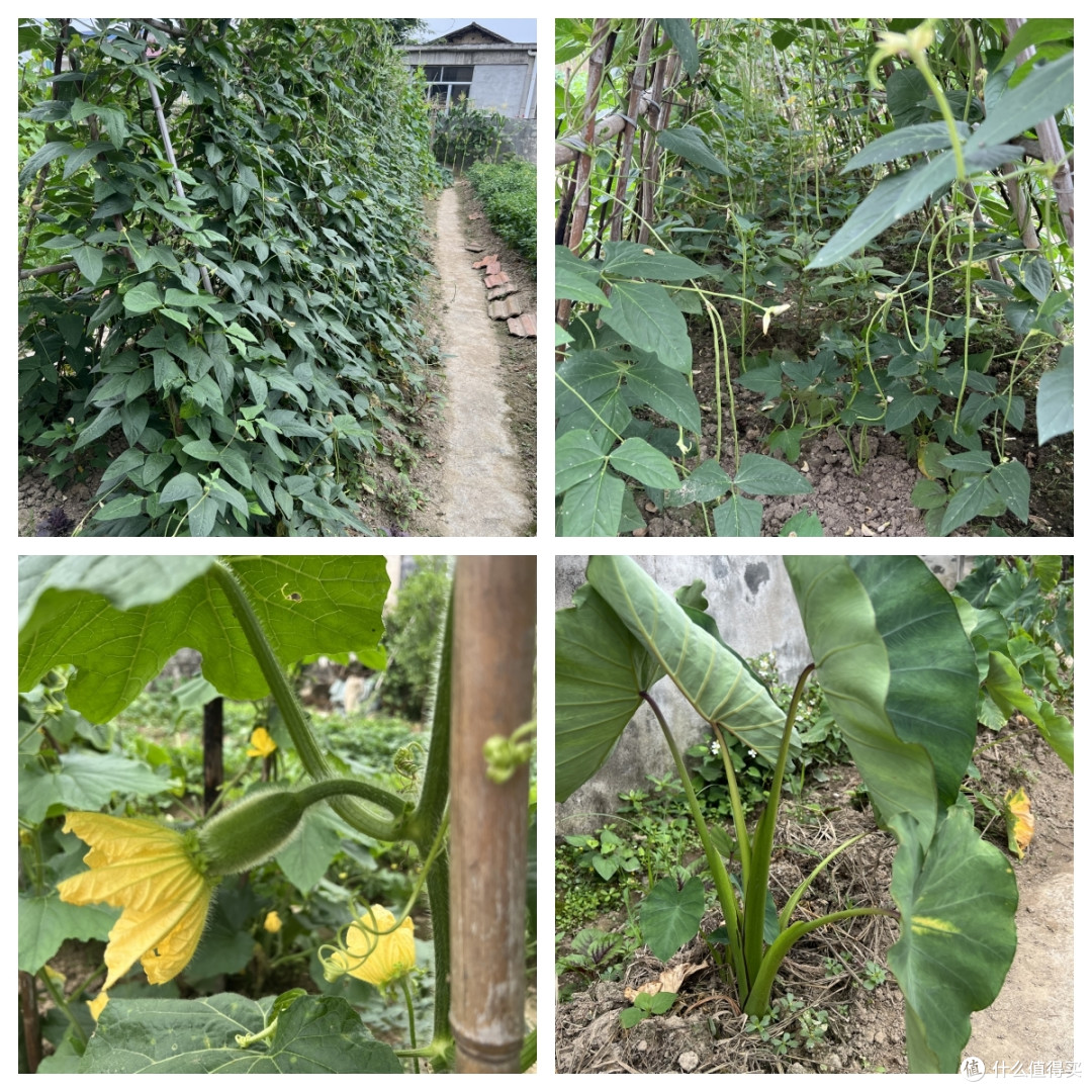 回乡吃寿宴,收获满满一筐的蔬菜