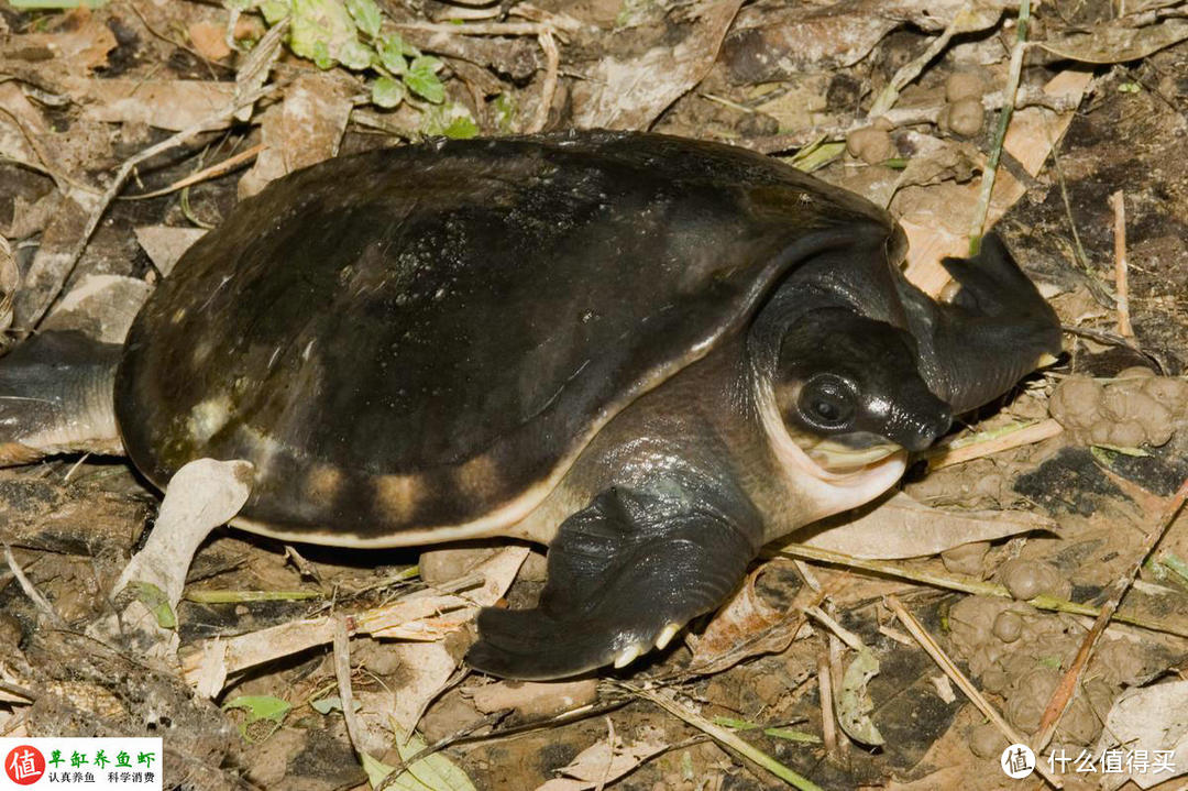 八戒同款鼻子，海龟同款脚蹼，长相非凡的猪鼻龟很好养