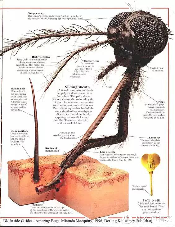 所有蚊子里，哪几种蚊子最爱叮咬人？该如何对付它们呢？
