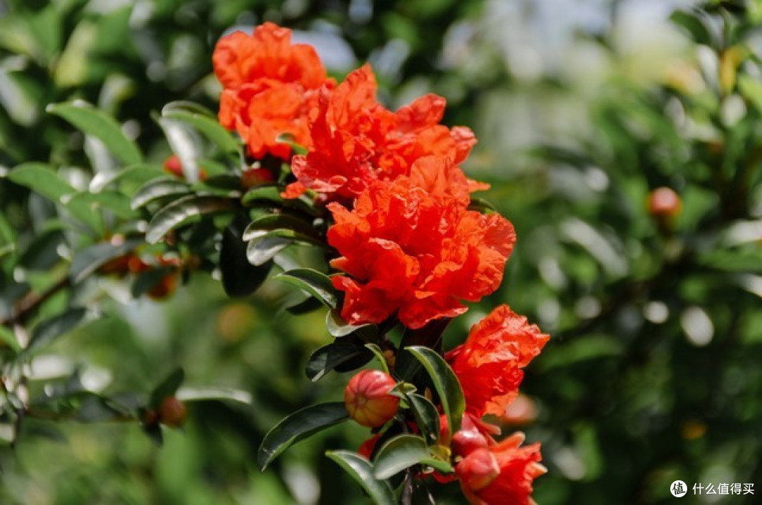端午节前后,5种“端午花”家里一摆,好看寓意好