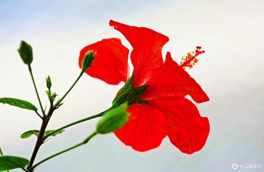 端午节前后,5种“端午花”家里一摆,好看寓意好
