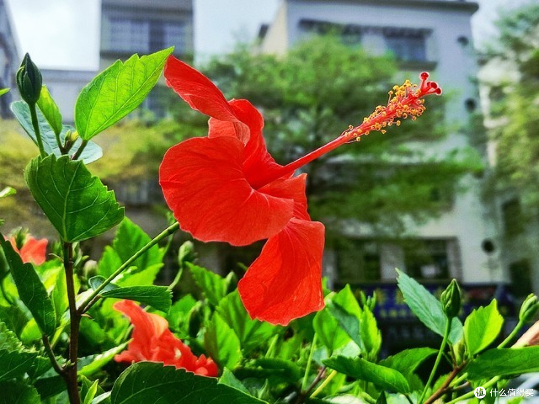 端午节前后,5种“端午花”家里一摆,好看寓意好