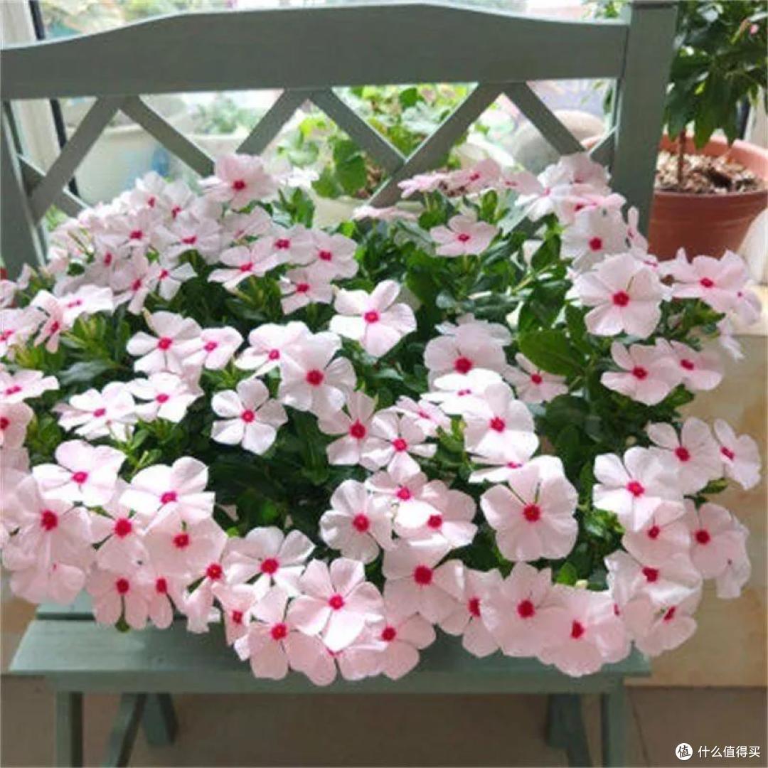长春花,6月有“4怕”,赶紧避开,轻轻松松“开爆花”