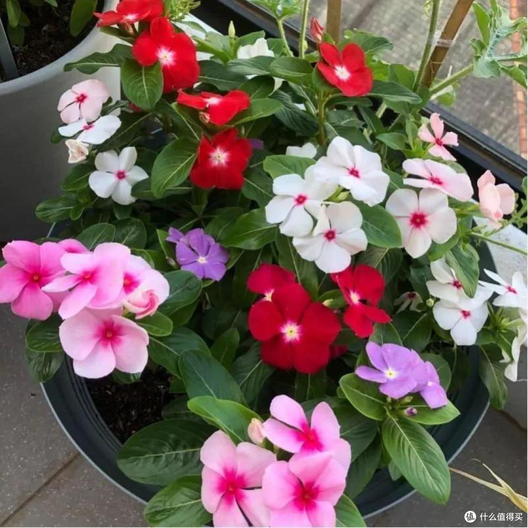 长春花,6月有“4怕”,赶紧避开,轻轻松松“开爆花”