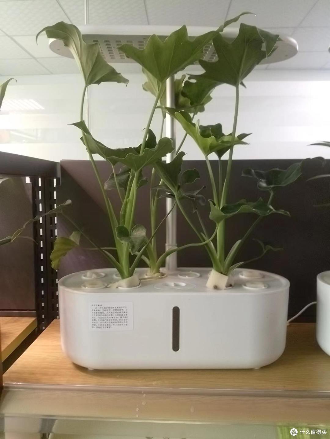 春芋苔藓球