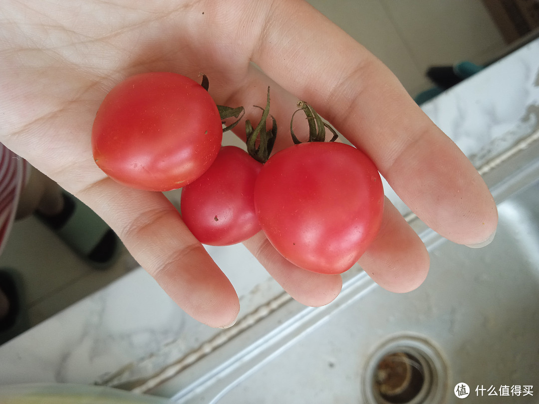 千禧圣女果,小巧精致的营养宝藏