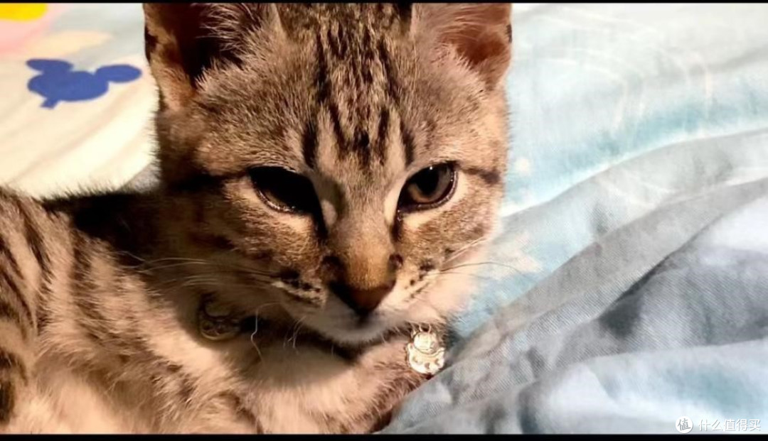 不出门的猫有必要打猫三联吗？千万别抱侥幸心理