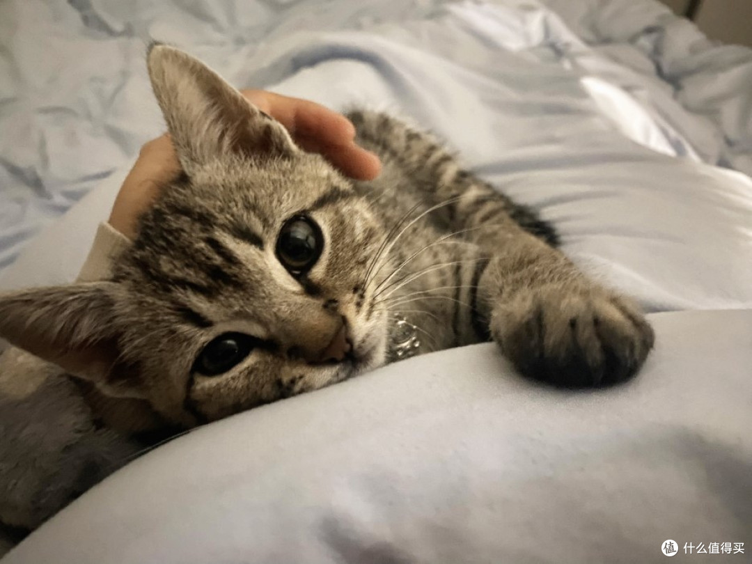 不出门的猫有必要打猫三联吗？千万别抱侥幸心理