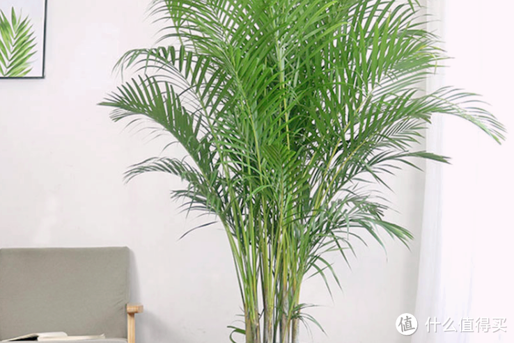 适合摆放在客厅的6种大型植物，生机勃勃，净化空气