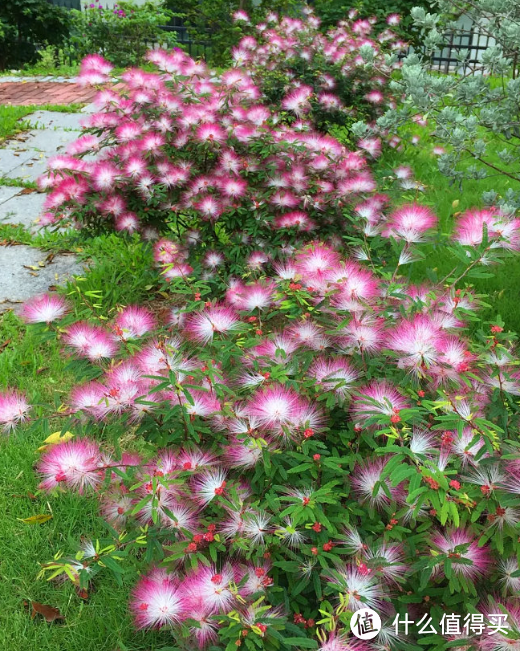 蓝妖：香水合欢花怎么养才能开花且长得快，弄清这6点，非常简单