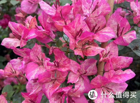 24种勤花的三角梅品种，养护得当，只见花不见叶