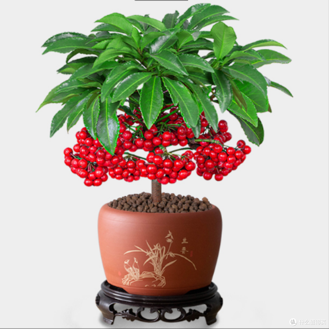 4种花养在家，镇宅又好看，日子越过越红火