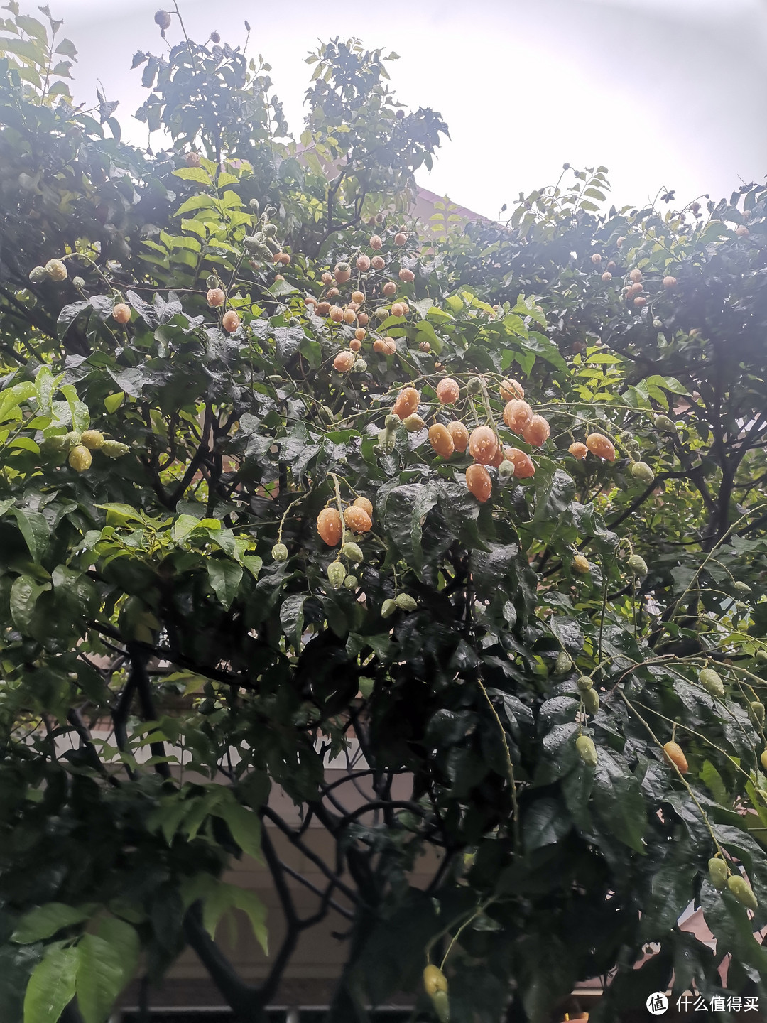 夏日的到来，岭南水果也开始吃起来