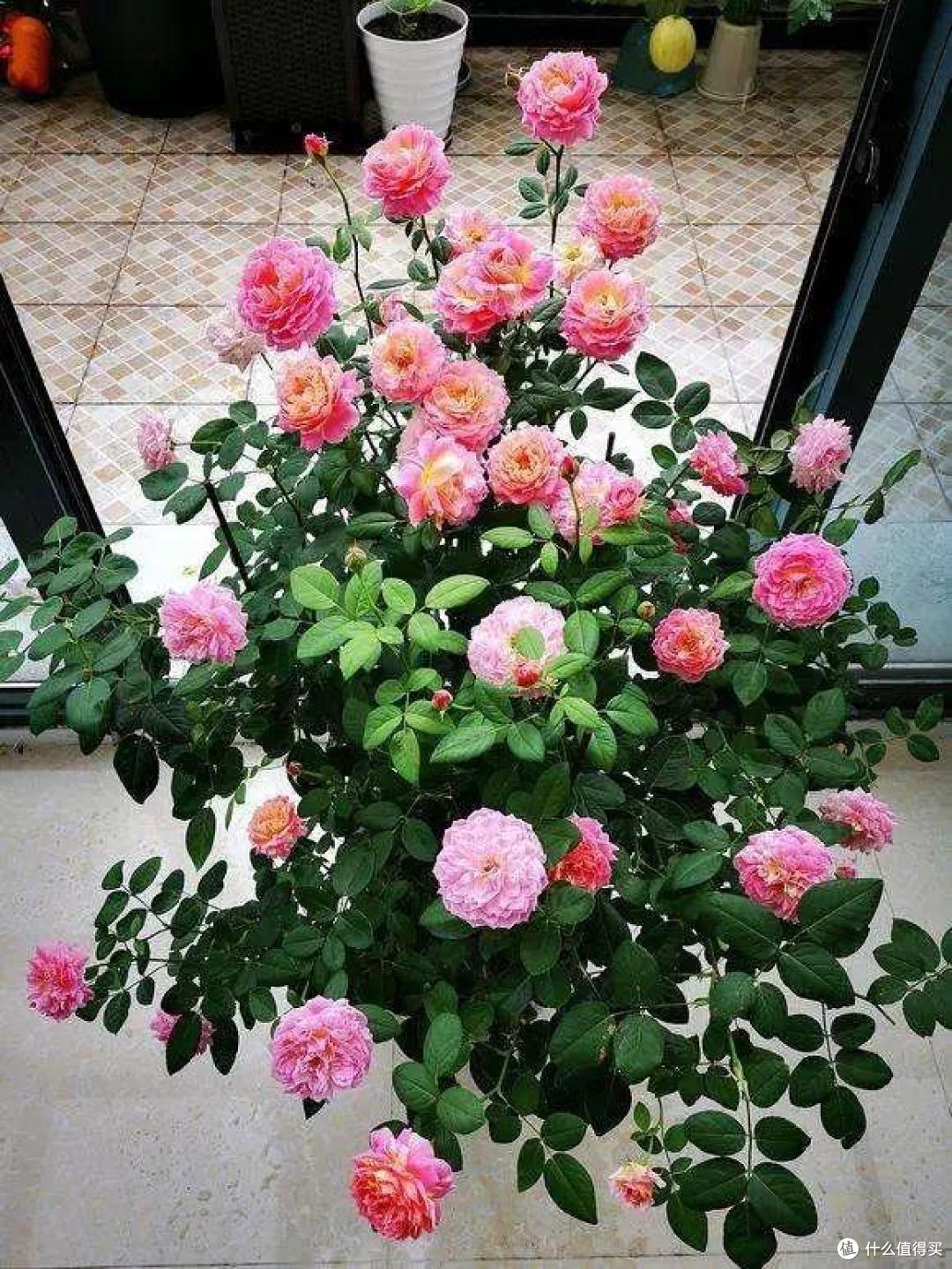 7种漂亮花，越热越“出彩”，6、7月养花首选，适合新手