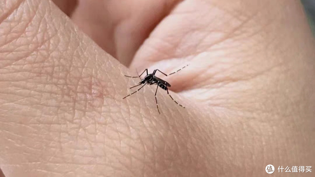 夏季蚊子的危害，物理驱蚊好帮手总结推荐！