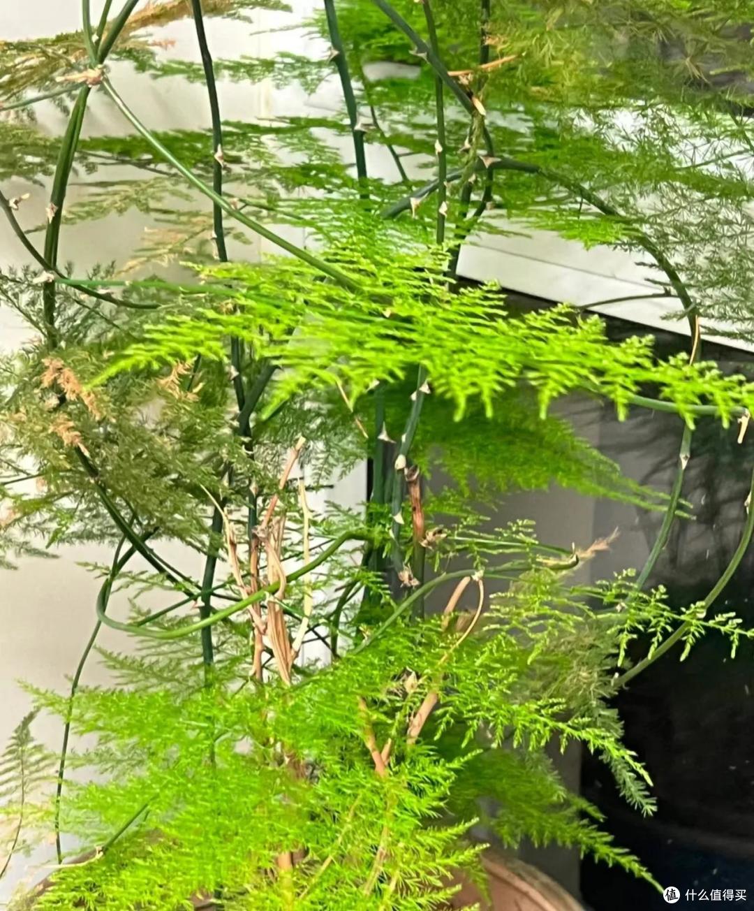 夏季文竹黄叶“变丑”？因为有“4怕”，“死记硬背”也要记好