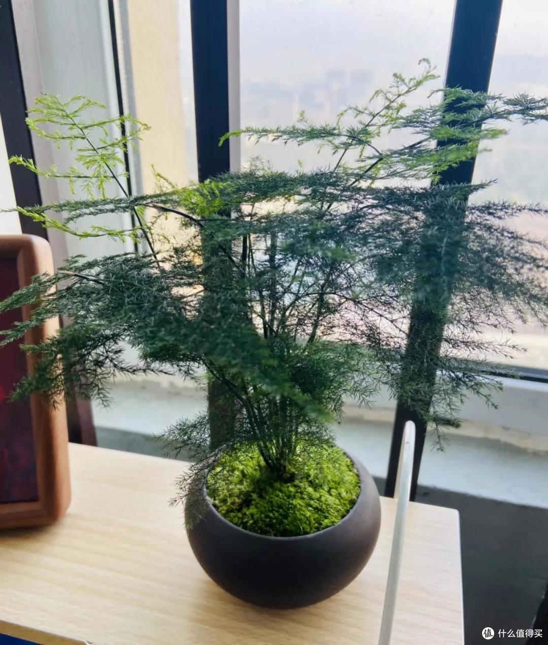 夏季文竹黄叶“变丑”？因为有“4怕”，“死记硬背”也要记好
