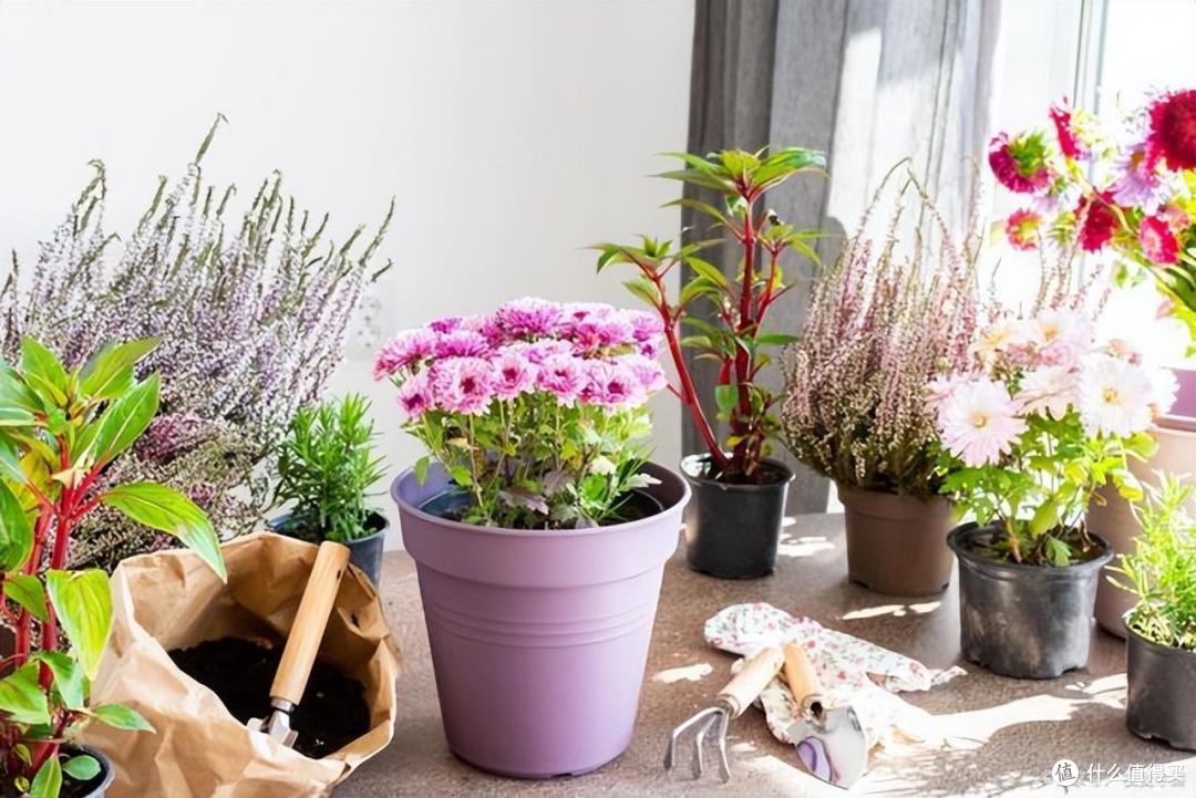 俗话说“养花用小盆,根壮花满盆”,10种花,用小盆,更好养