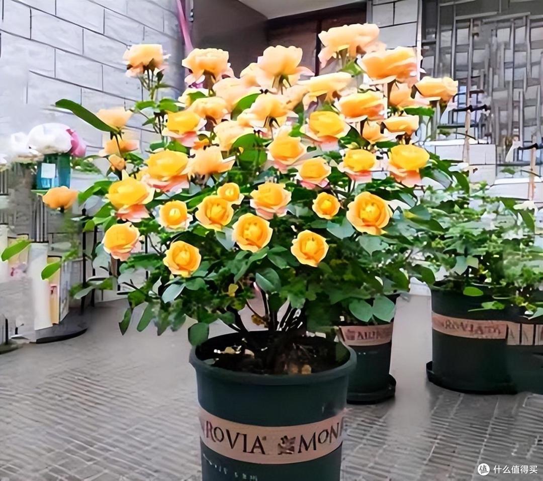 俗话说“养花用小盆,根壮花满盆”,10种花,用小盆,更好养