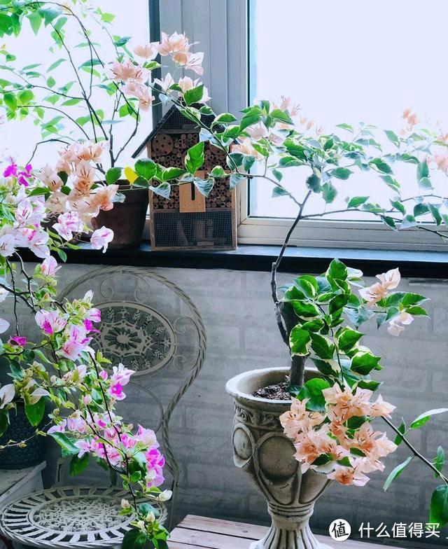 俗话说“养花用小盆,根壮花满盆”,10种花,用小盆,更好养
