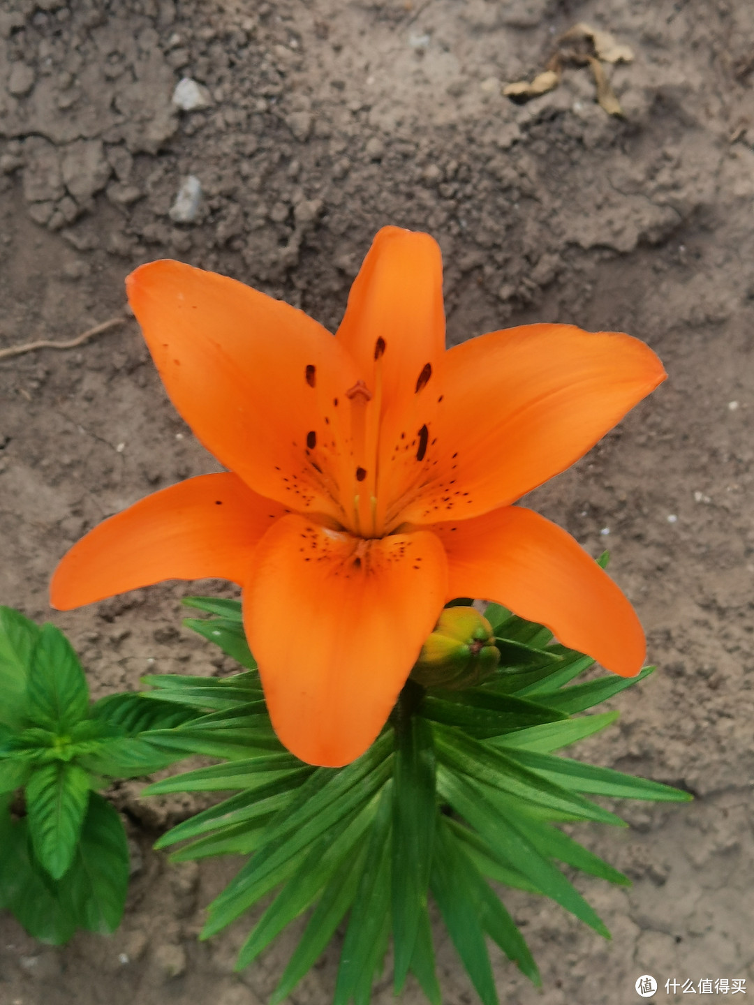 这个季节，百合花也相继的开放了