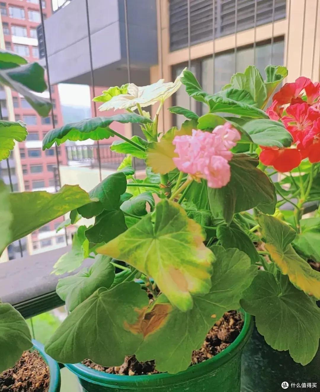 高温天竺葵黄叶黑杆？赶紧做“4件事”，又会叶绿根壮开爆花