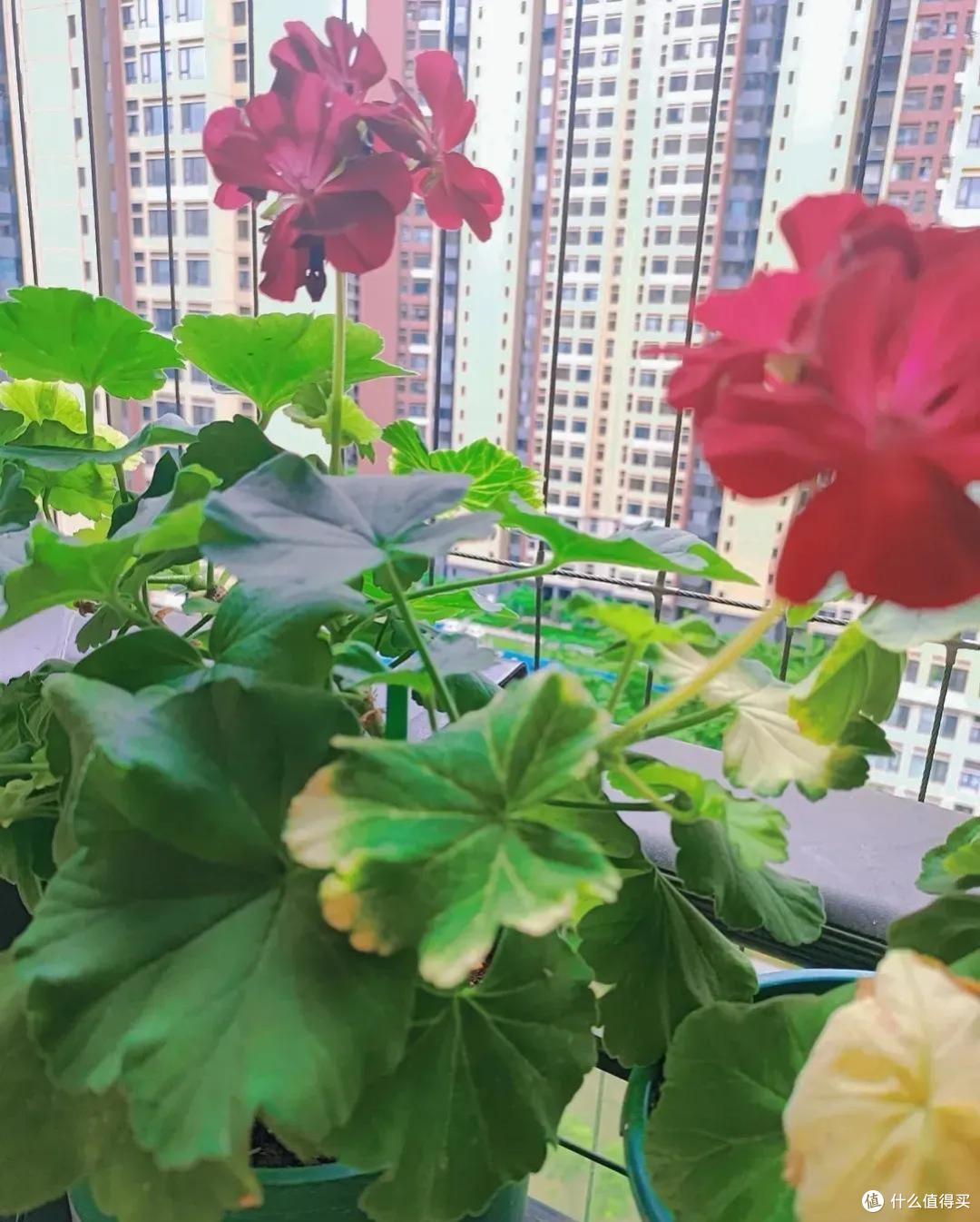 高温天竺葵黄叶黑杆？赶紧做“4件事”，又会叶绿根壮开爆花