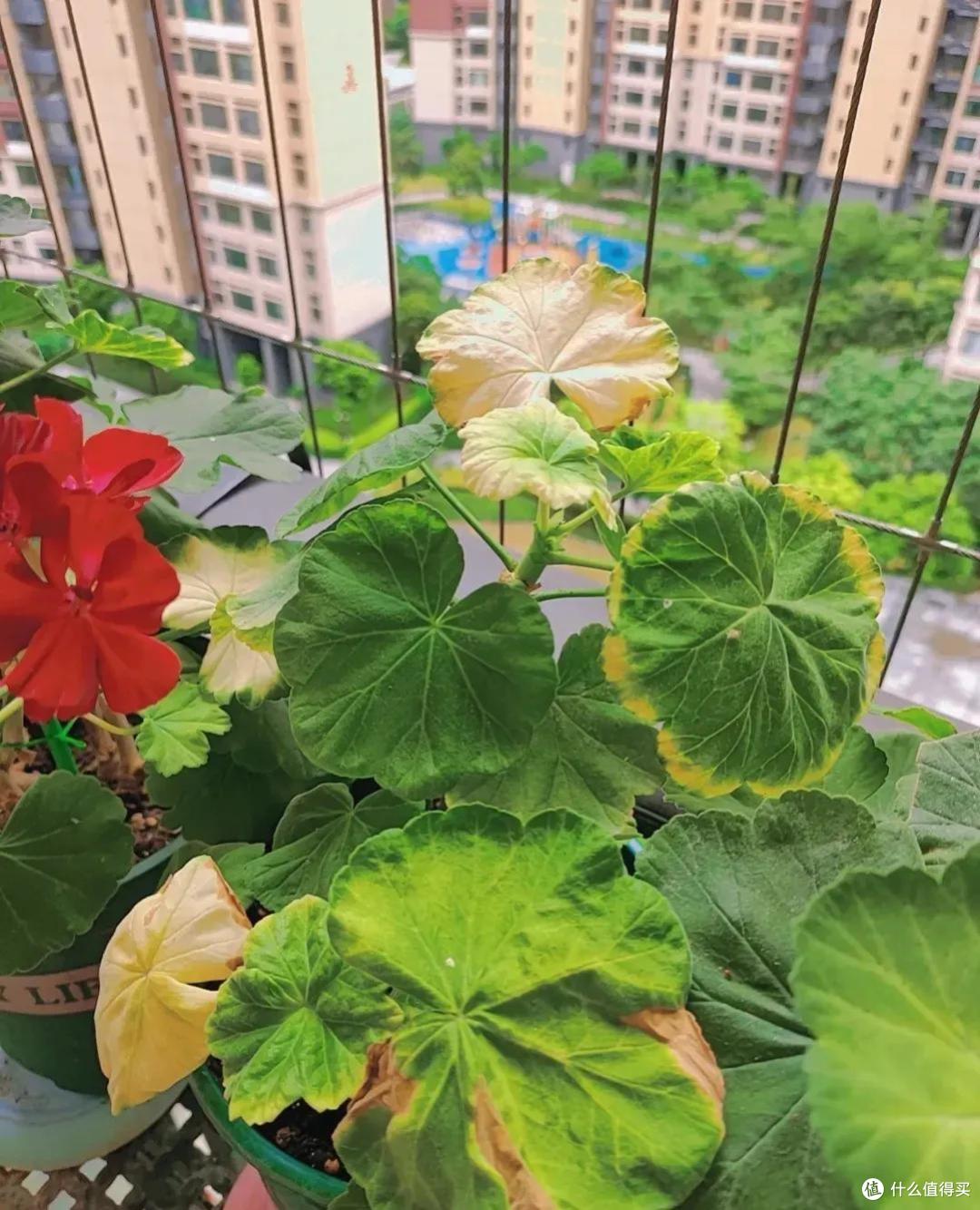 高温天竺葵黄叶黑杆？赶紧做“4件事”，又会叶绿根壮开爆花