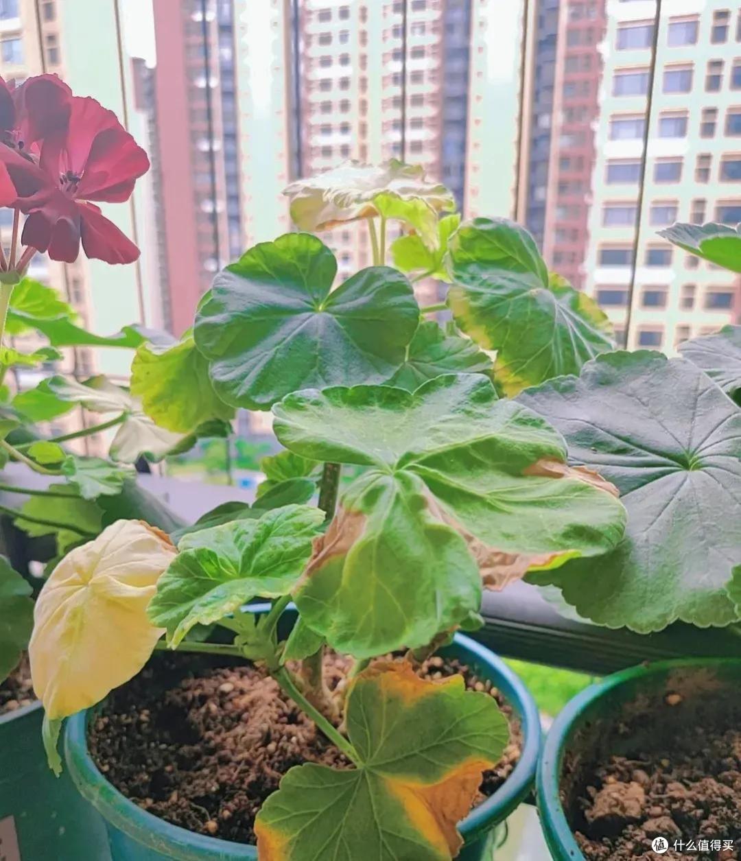 高温天竺葵黄叶黑杆？赶紧做“4件事”，又会叶绿根壮开爆花