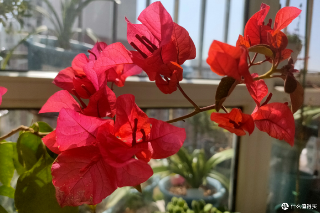 经常出门,家里的花没人浇水,3种花漂亮又好养,半个月不用浇水