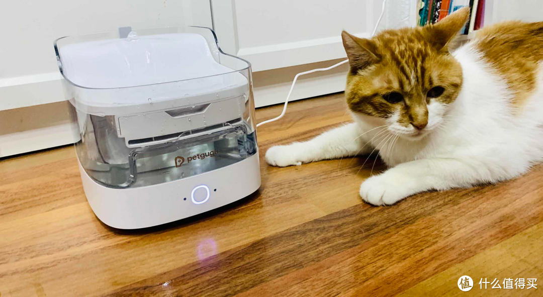 为什么我要给猫咪买自动饮水机？