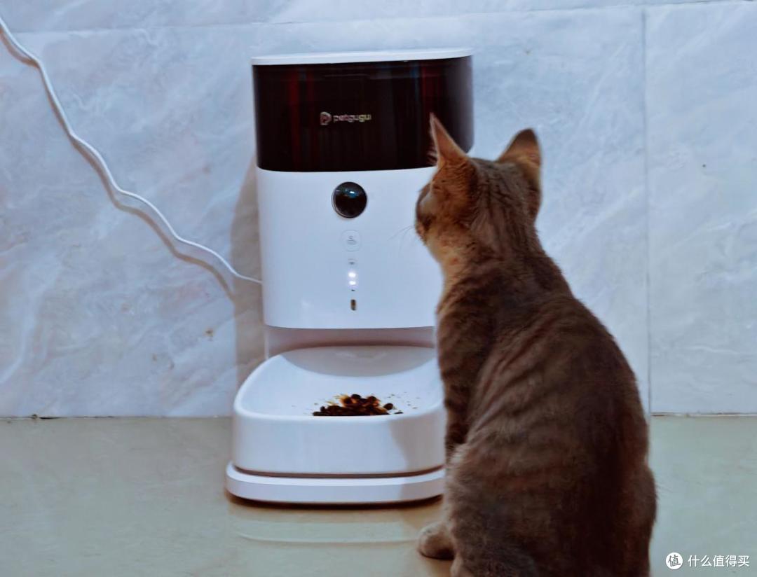 宠咕咕宠物智能喂食器无忧养宠,猫奴也能自由出门旅游了