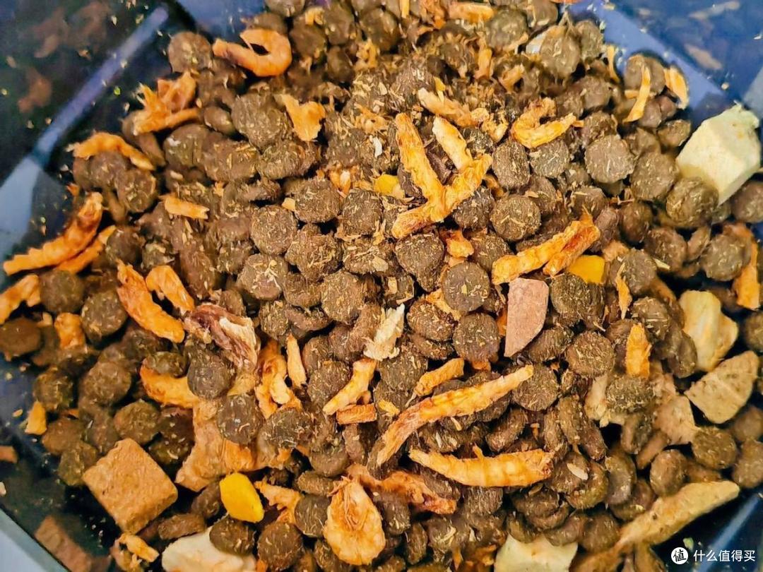 宠咕咕宠物智能喂食器无忧养宠,猫奴也能自由出门旅游了
