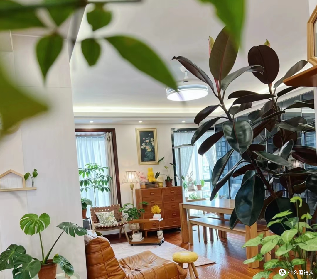 夏天的正确打开方式就是绿植,6种绿植搬回家,客厅变成热带雨林