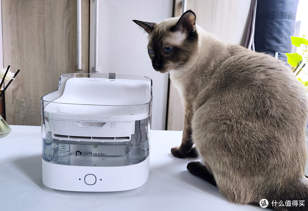 给猫主子五星级的饮水待遇，宠咕咕猫咪饮水机测评