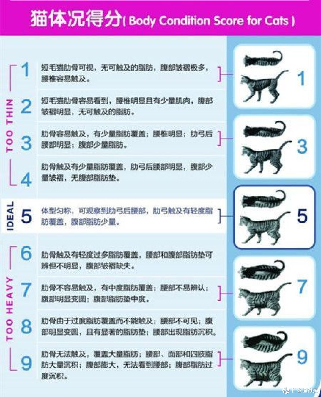猫咪需要锻炼吗?怎么制定胖猫减肥计划?猫咪减肥系列3