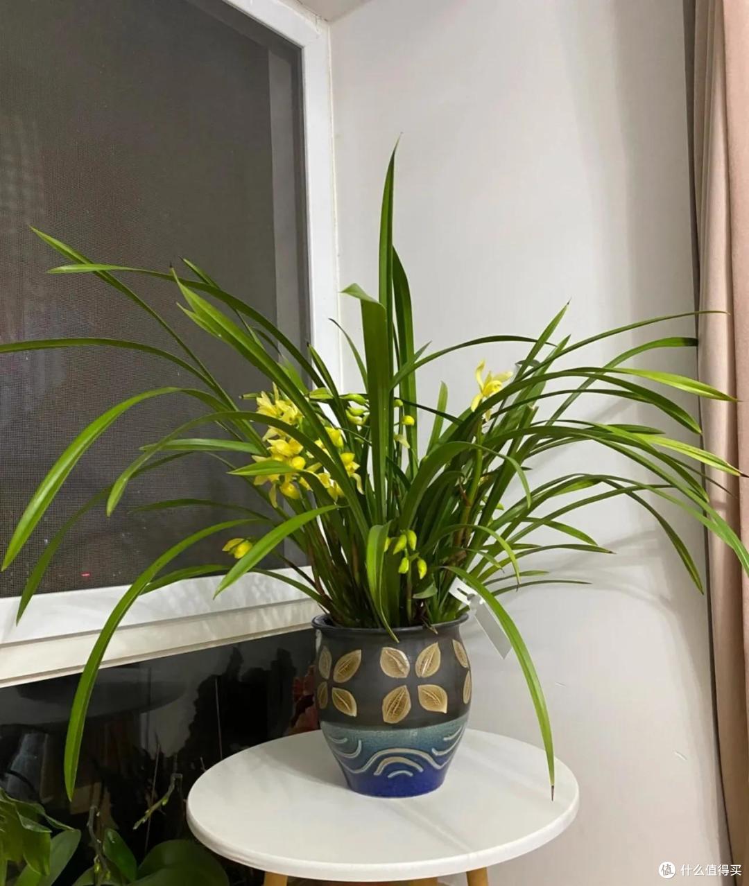 俗语“屋里有三花，非富即贵家”，说的是什么花？看你家有没有？