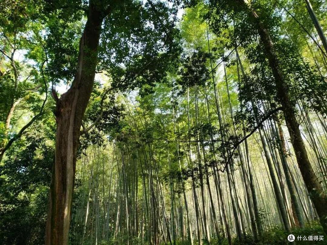 来杭州出差,时间不多又想看美景,去这两个地方逛逛,准没错!