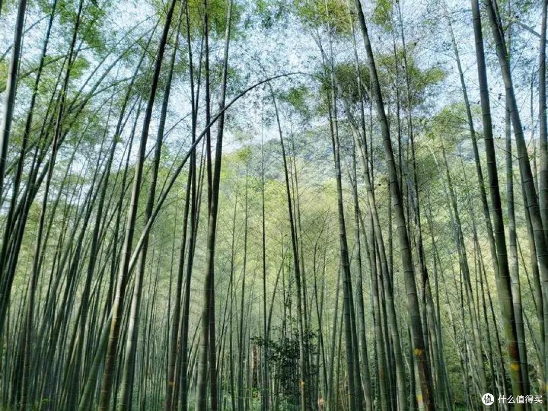 来杭州出差,时间不多又想看美景,去这两个地方逛逛,准没错!